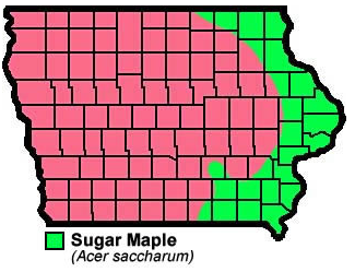 Iowa Sugar maple growing areas