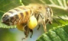 Pollen sacs on a honeybee