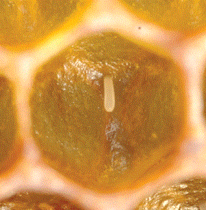 Honeybee egg in cell