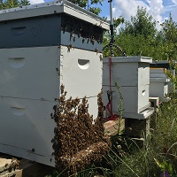 Cole's Farm hives Honey (retail) NC