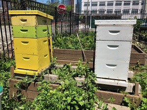 Wilk hives in New York City, Queens