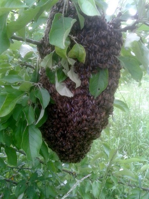 Graveney honey in Kent, swarm
