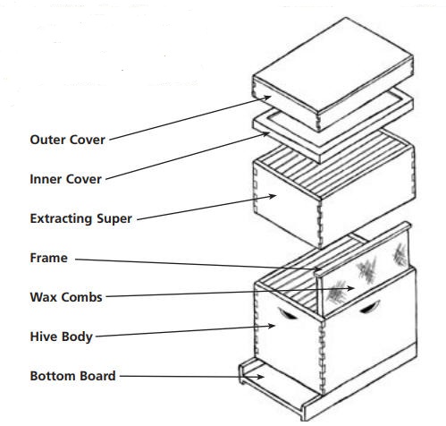 Beehive diagram